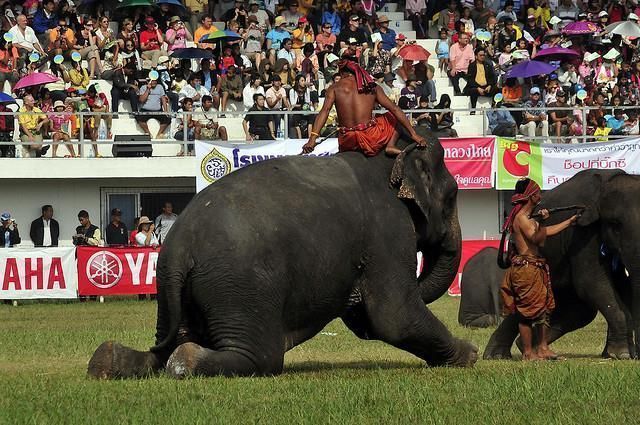 Resistant to an Elephant