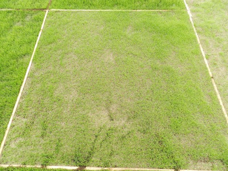Initial growth in USGA standard topsoil