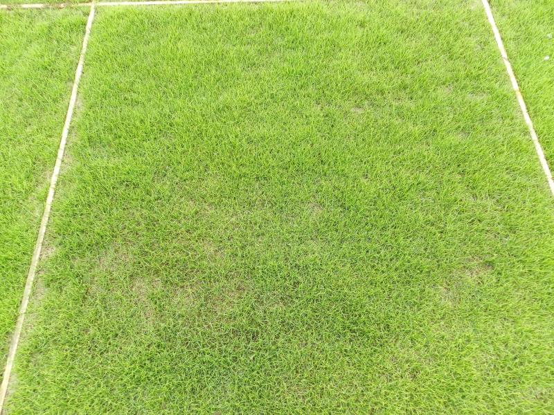 Initial growth in PowerGrass wtih Geofill PG