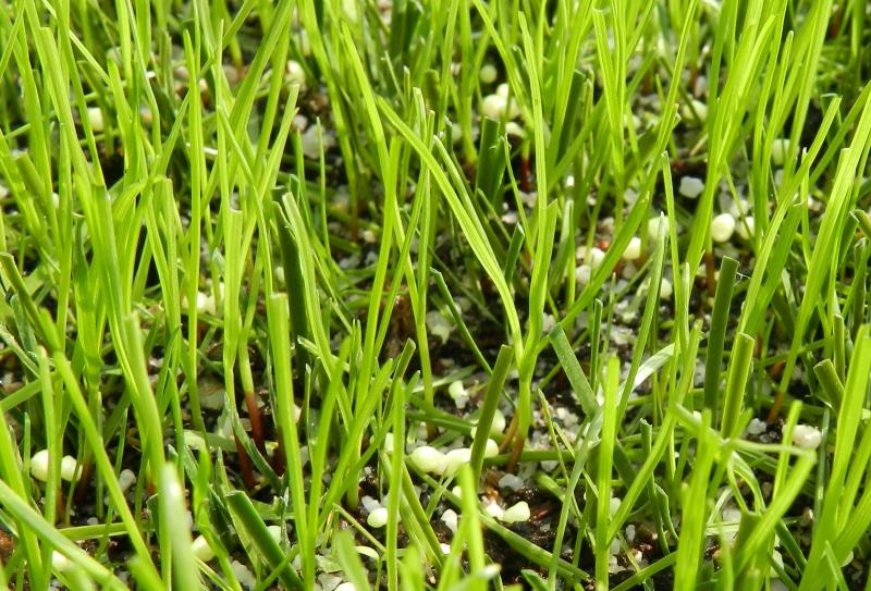 Young Seedling are growing fast