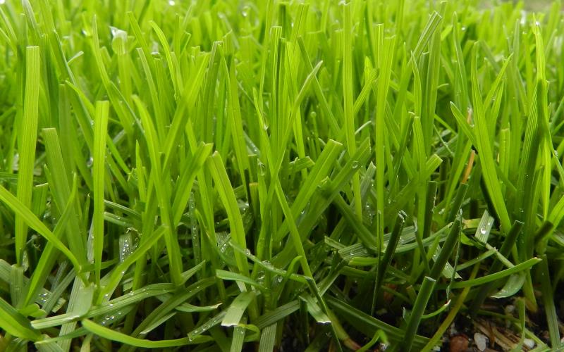 PowerGrass