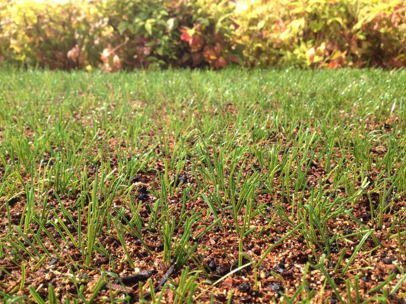 PowerGrass with Geofill