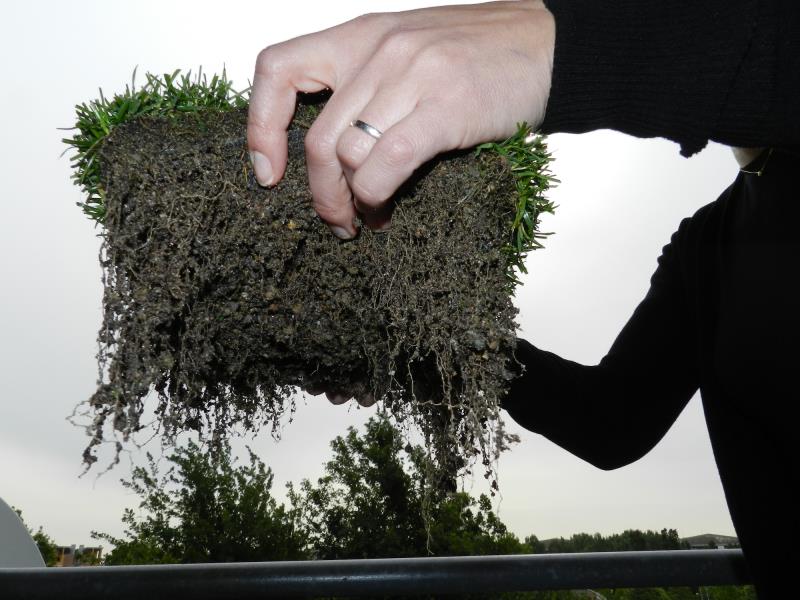 Roots PowerGrass