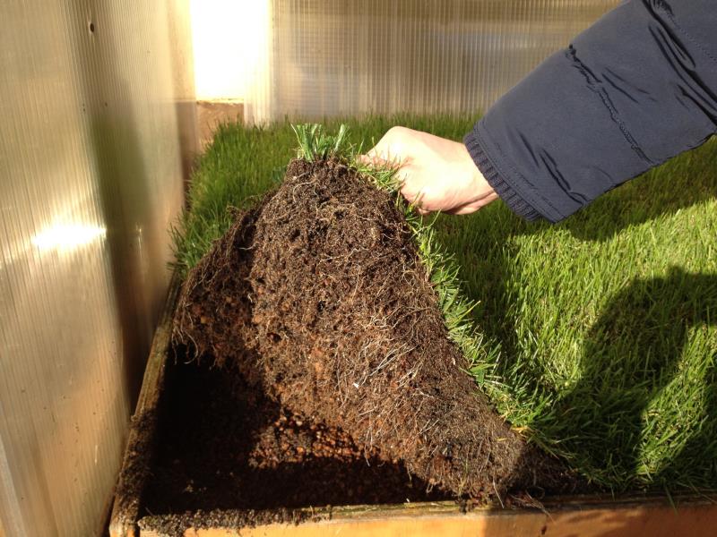Roots under artificial grass