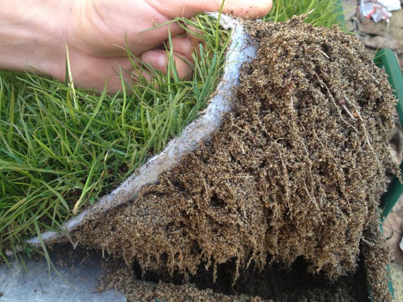 Roots of PowerGrass