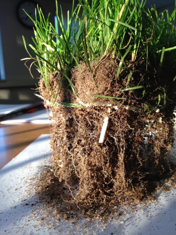 PowerGrass Roots