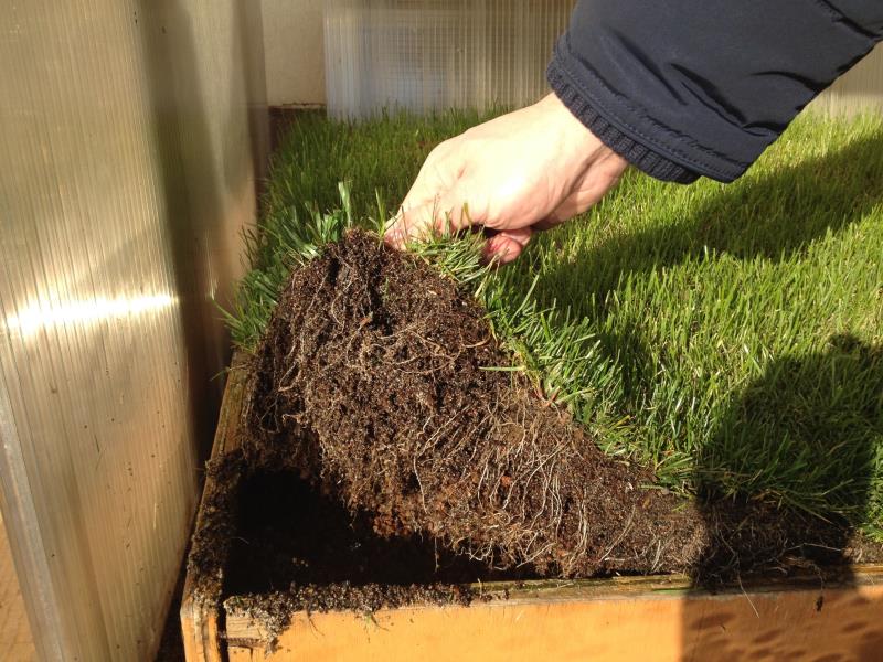 Roots Growth below PowerGrass backing